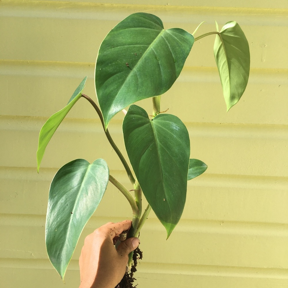 philodendron emerald green